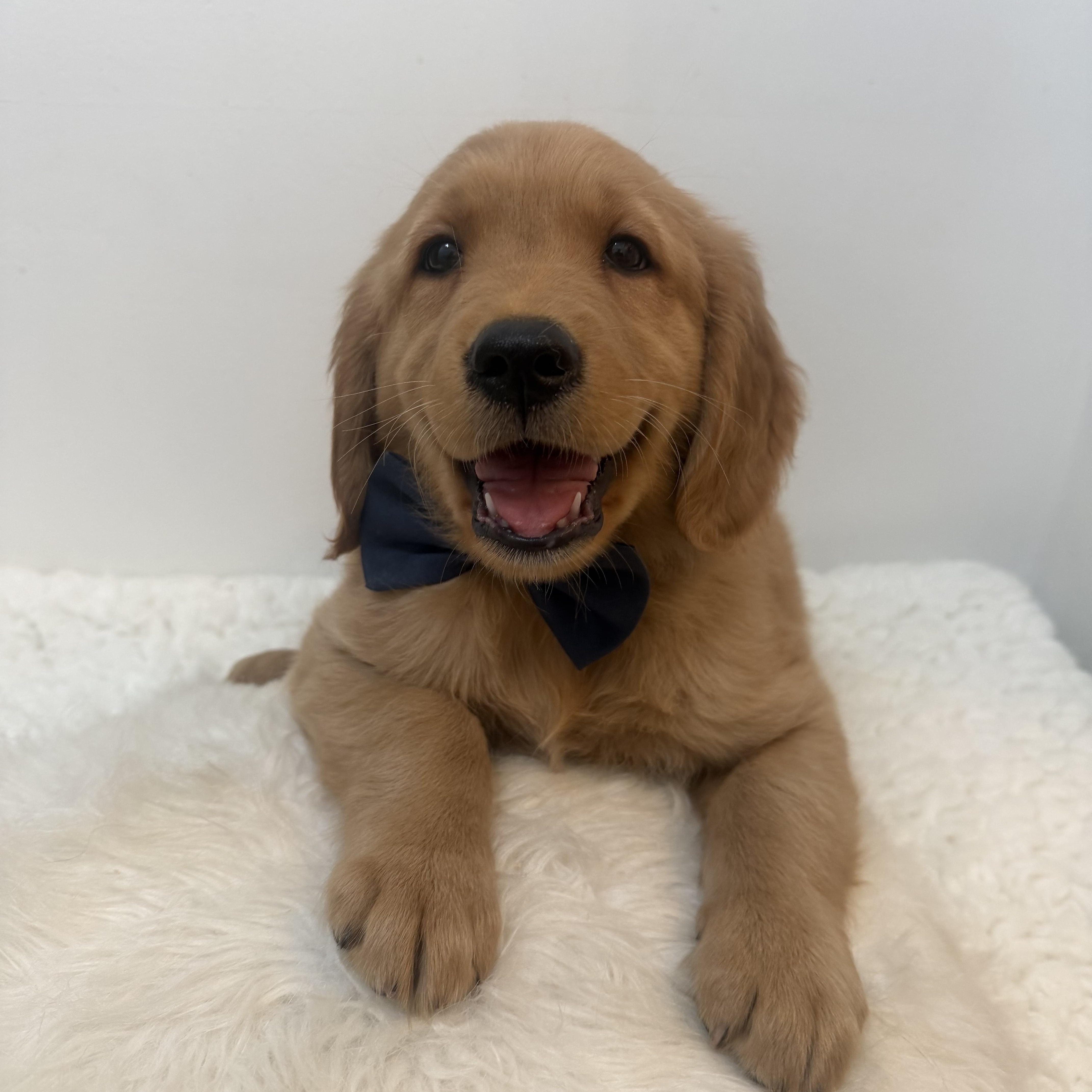 Koloki, a ADOPTABLE Golden Retriever in Wrightstown, NJ image 2/5