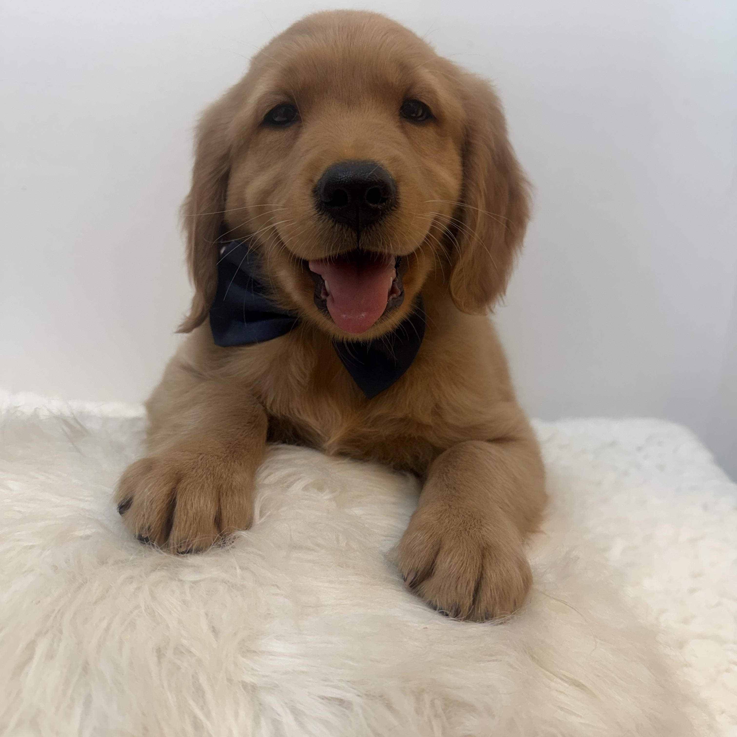 Koloki, ADOPTABLE, Puppy Male Golden Retriever.