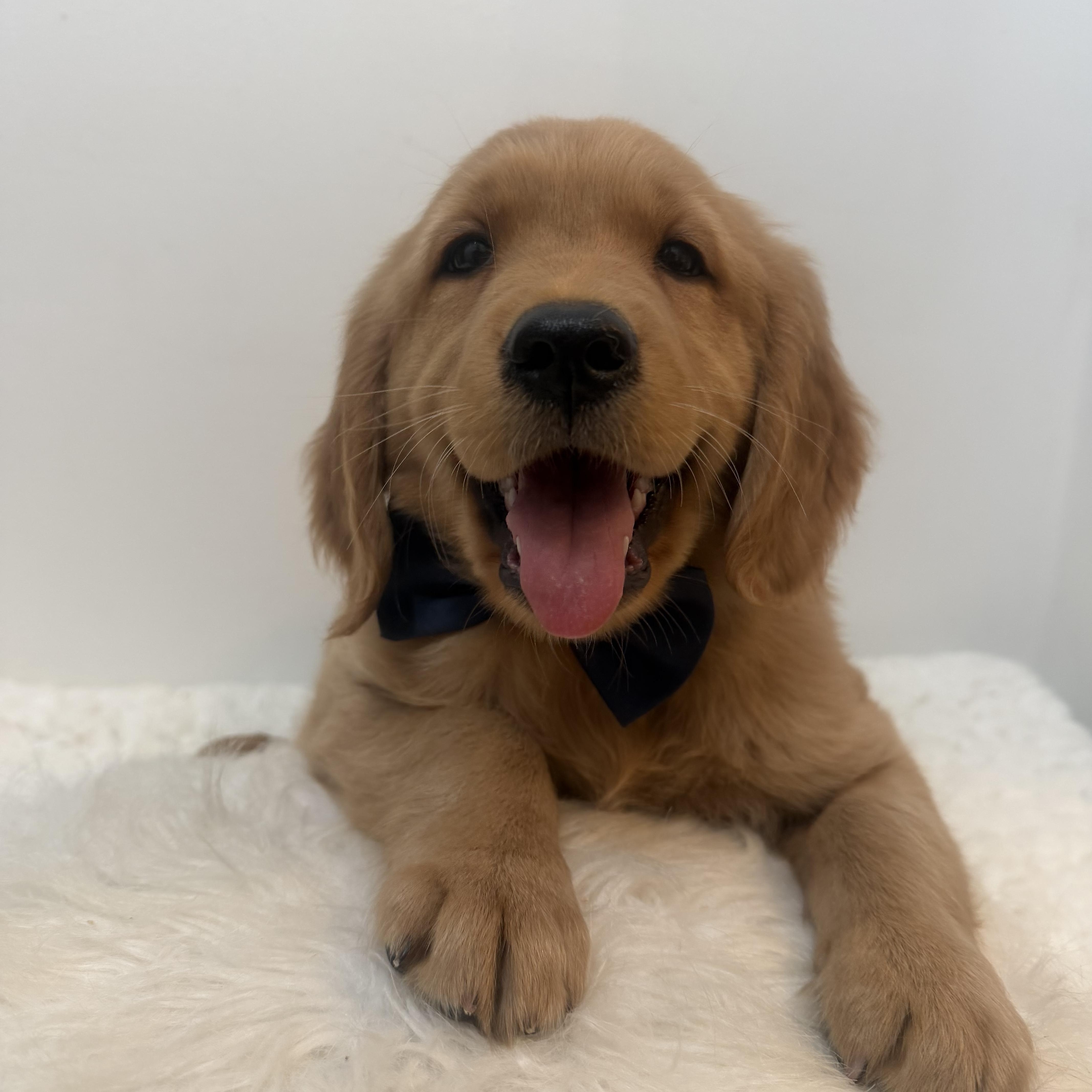 Koloki, a ADOPTABLE Golden Retriever in Wrightstown, NJ image 5/5