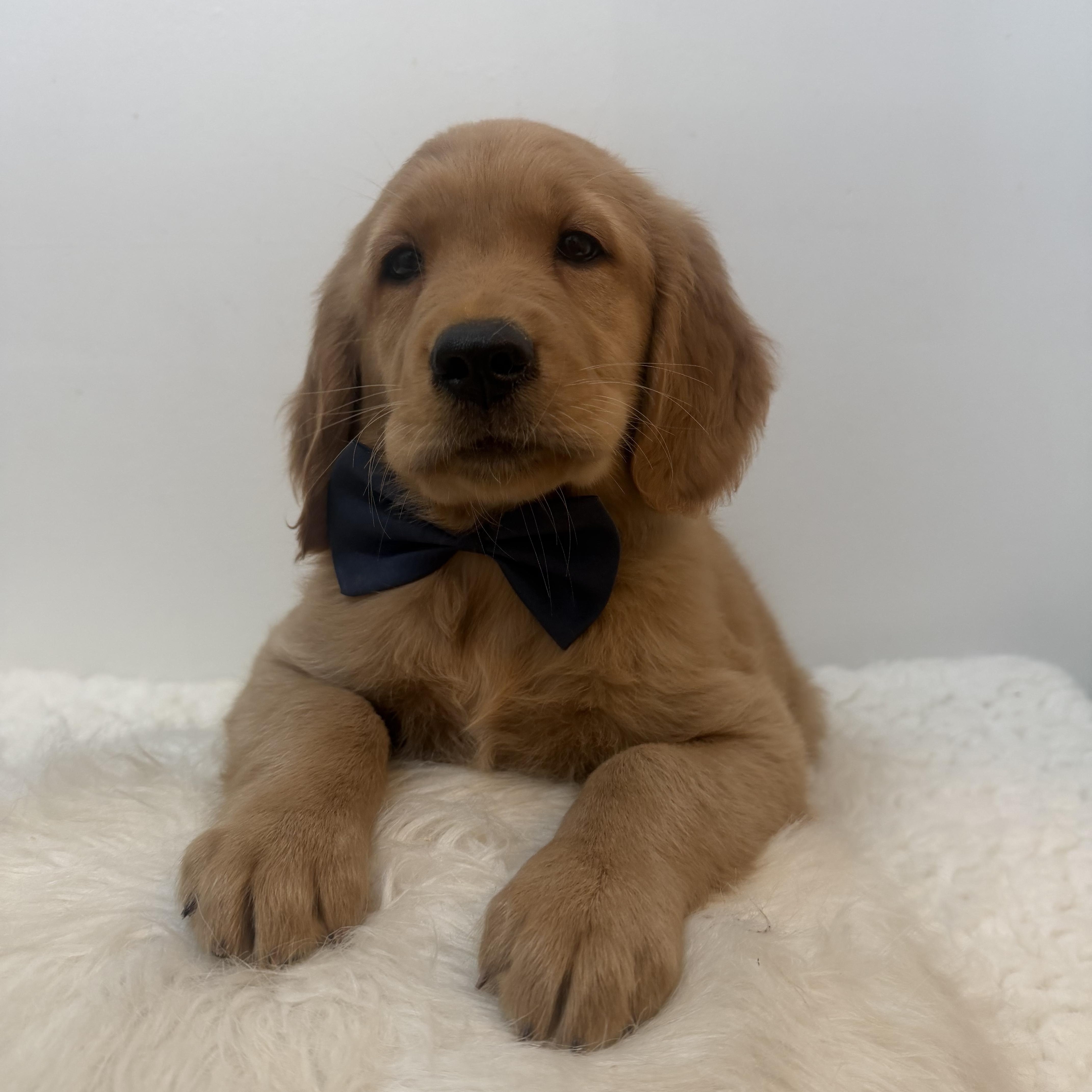 Koloki, a ADOPTABLE Golden Retriever in Wrightstown, NJ image 4/5