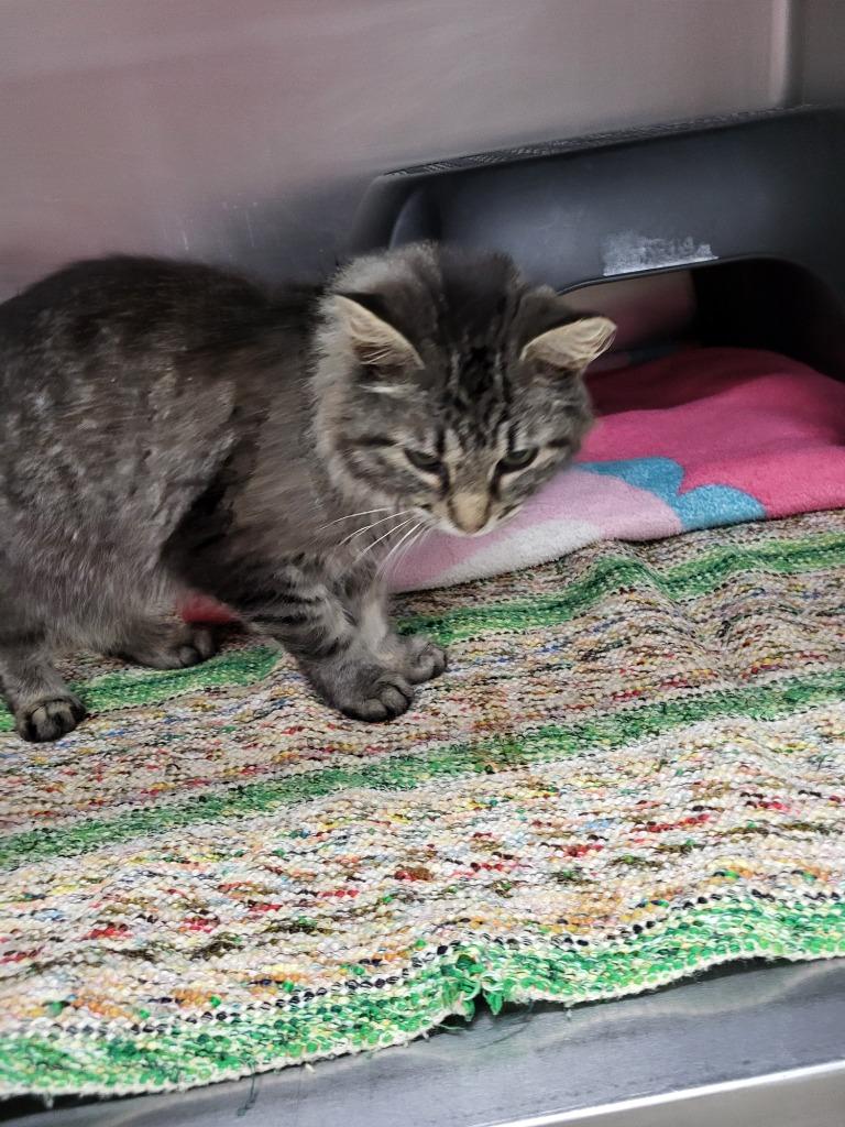 Tabby, Adoptable, Young Female Domestic Long Hair.