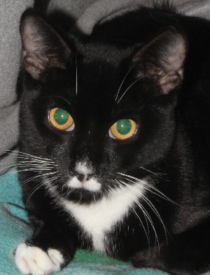 Enlarge Charlie, a Adoptable mixed breed in Savannah, MO image 1/2