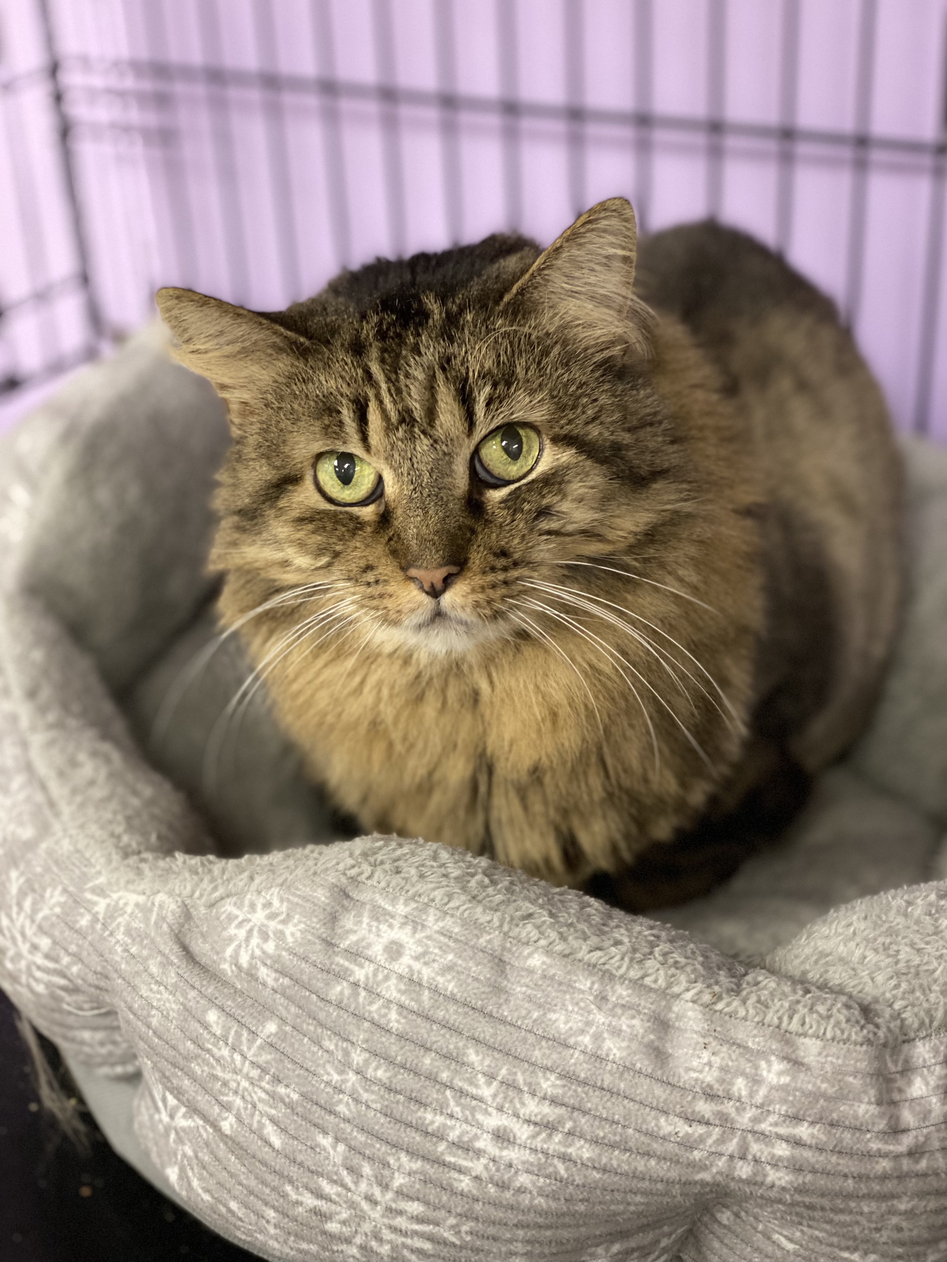 Enlarge Juliet, a Adoptable mixed breed in New Canaan, CT image 1/8