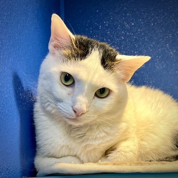 Enlarge Dobby, a Adoptable mixed breed in Sioux City, IA image 1/1