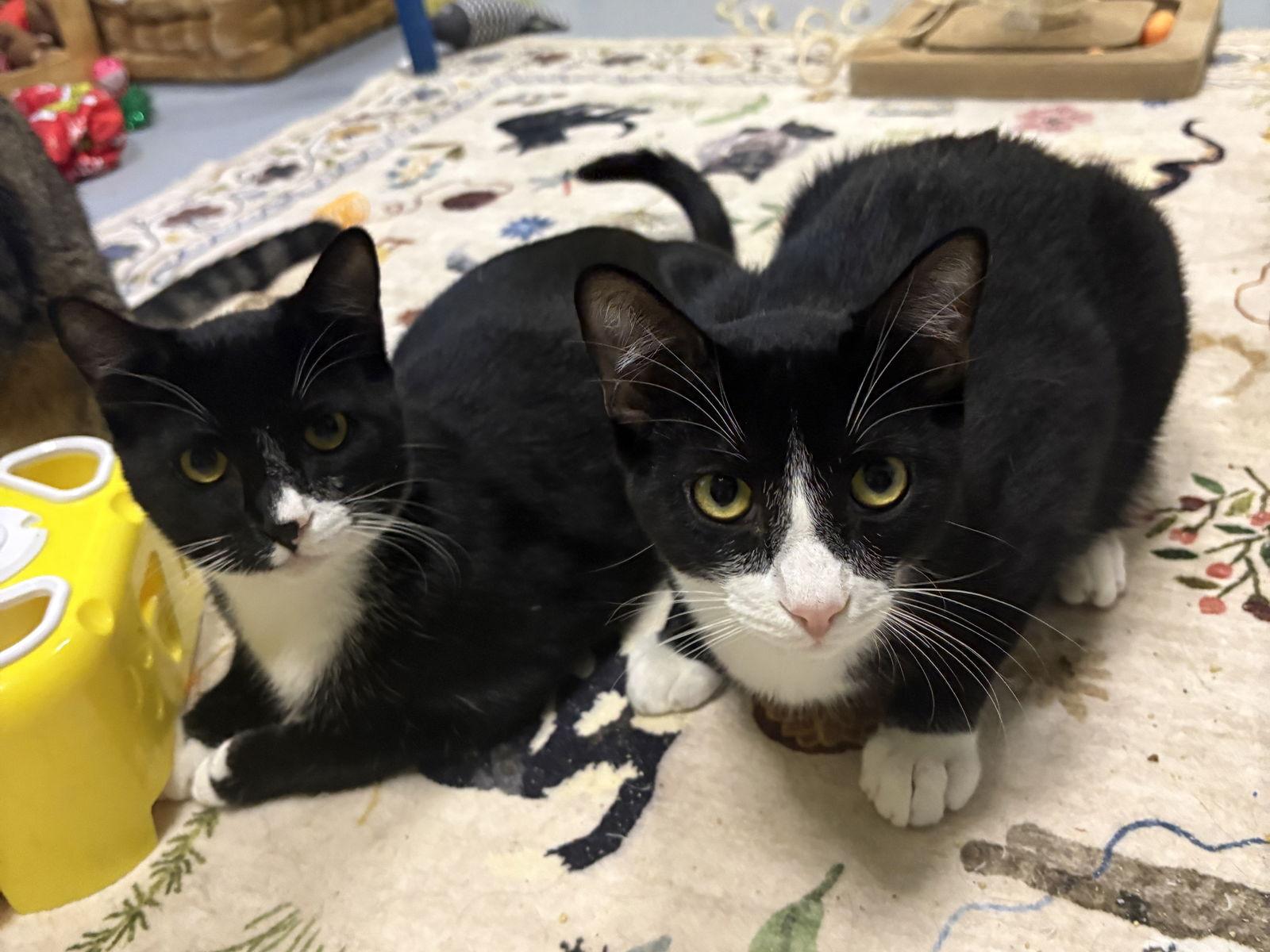 Bart BONDED with Simpson, Adopted, Young Male Domestic Short Hair.