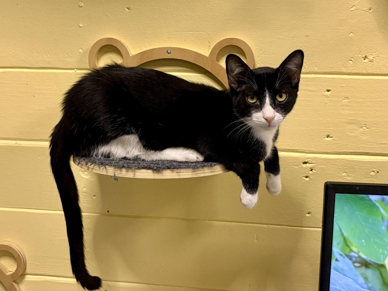 Enlarge Bart BONDED with Simpson, a Adopted Domestic Short Hair in Phoenix, AZ image 3/3