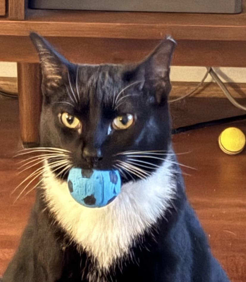 Bobby, a Adoptable Domestic Short Hair in Alexandria, VA image 5/6