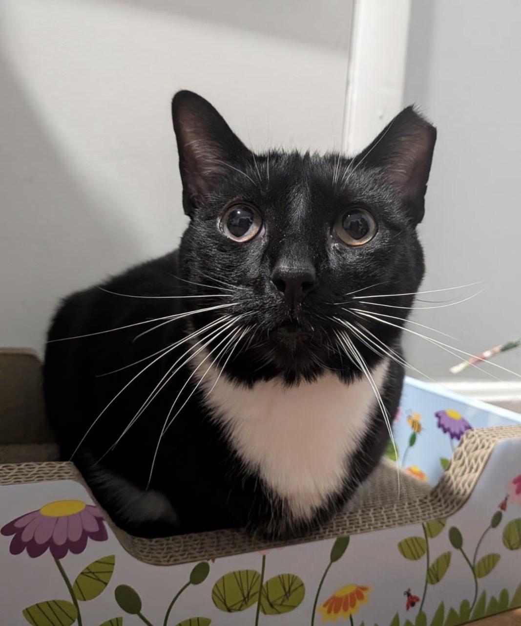 Bobby, a Adoptable Domestic Short Hair in Alexandria, VA image 3/6