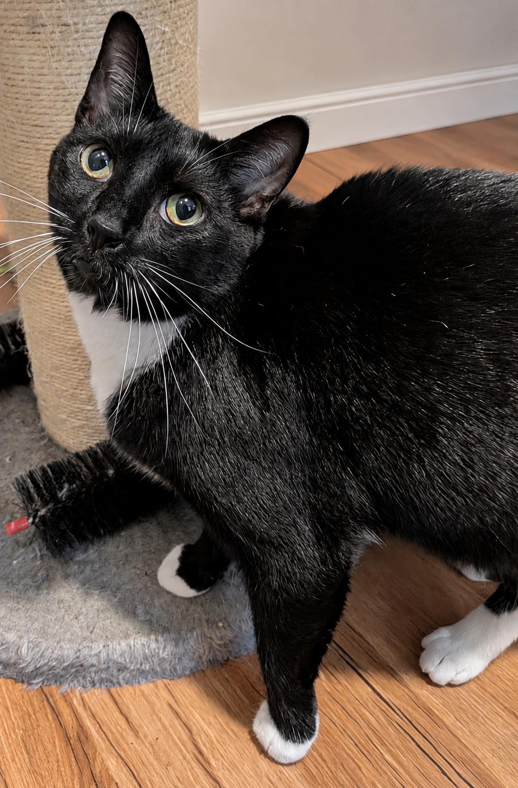 Bobby, a Adoptable Domestic Short Hair in Alexandria, VA image 4/6