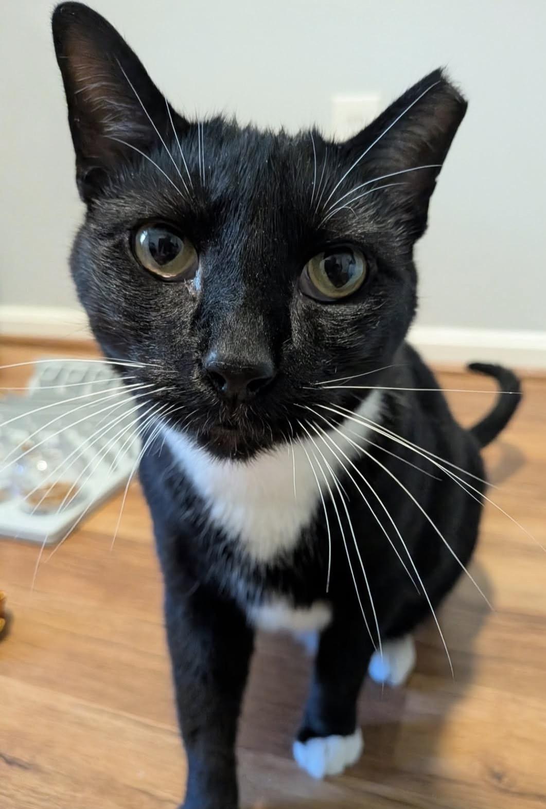 Bobby, a Adoptable Domestic Short Hair in Alexandria, VA image 2/6