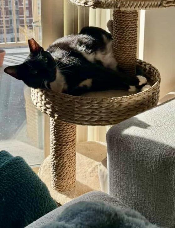 Bobby, a Adoptable Domestic Short Hair in Alexandria, VA image 6/6