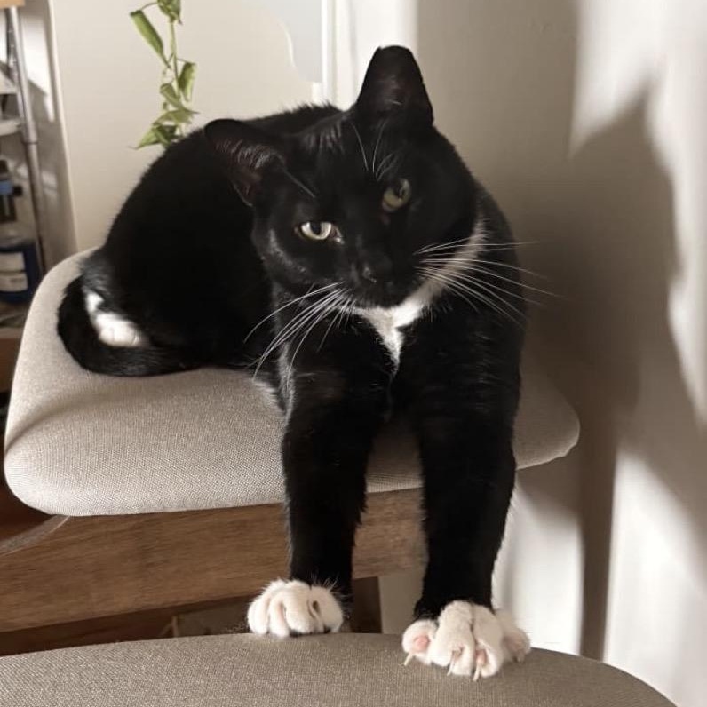 Bobby, Adoptable, Adult Male Domestic Short Hair.