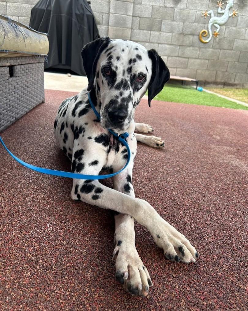 Congo-Oro Valley, AZ, a Adoptable Dalmatian in San Diego, CA image 1/5
