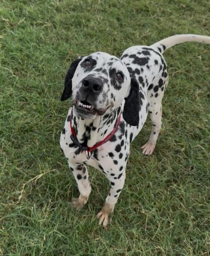 Congo-Oro Valley, AZ, a Adoptable Dalmatian in San Diego, CA image 2/5