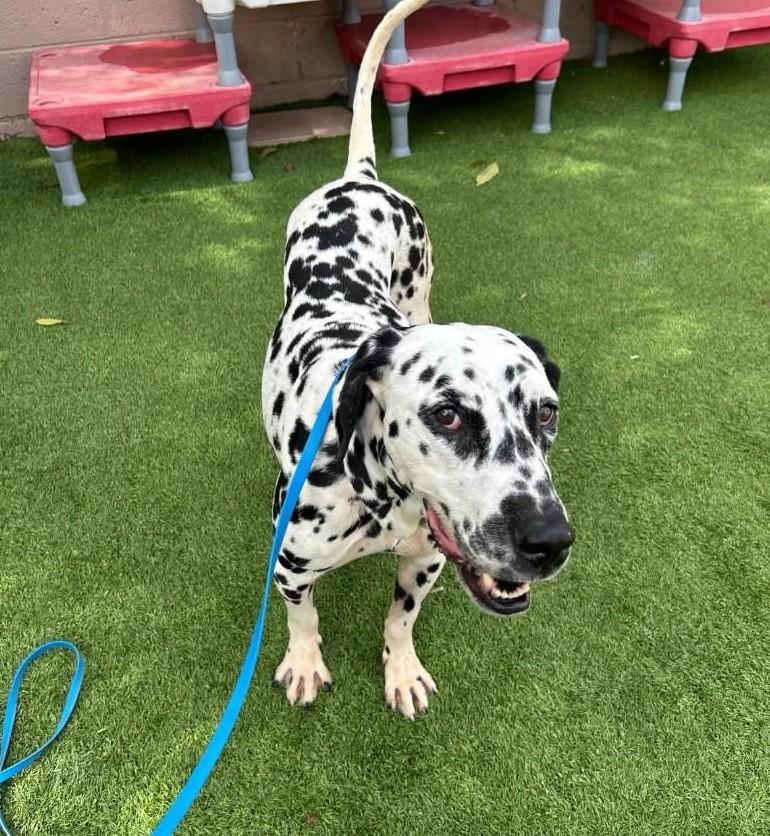 Congo-Oro Valley, AZ, a Adoptable Dalmatian in San Diego, CA image 3/5