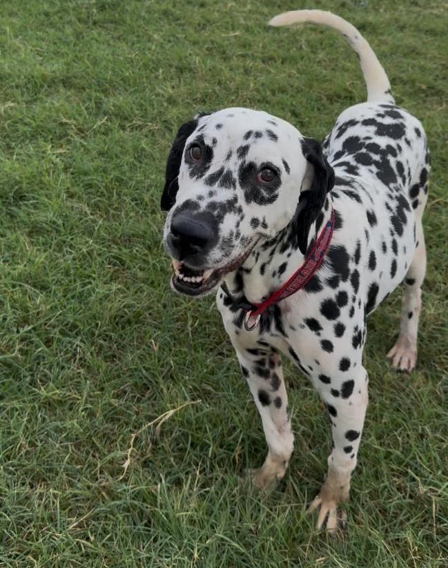 Congo-Oro Valley, AZ, a Adoptable Dalmatian in San Diego, CA image 4/5