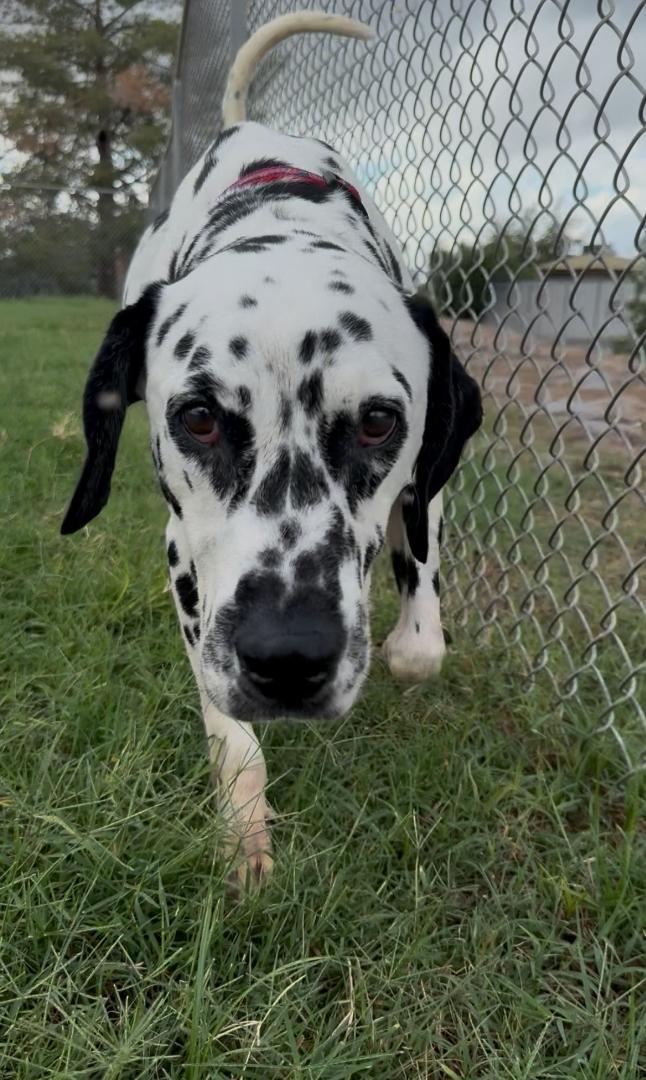 Congo-Oro Valley, AZ, a Adoptable Dalmatian in San Diego, CA image 5/5