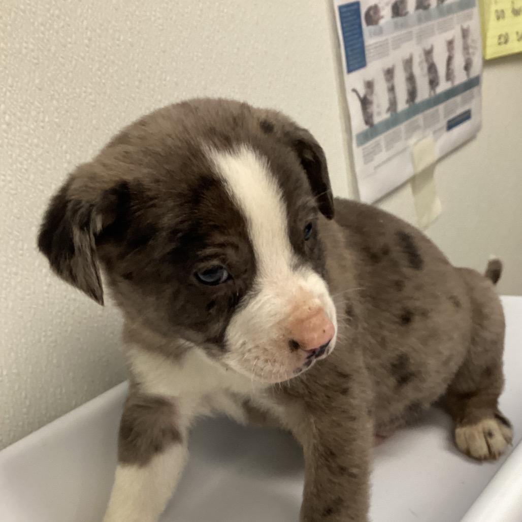 Luigi, Adoptable, Puppy Male Shepherd & Mixed Breed.