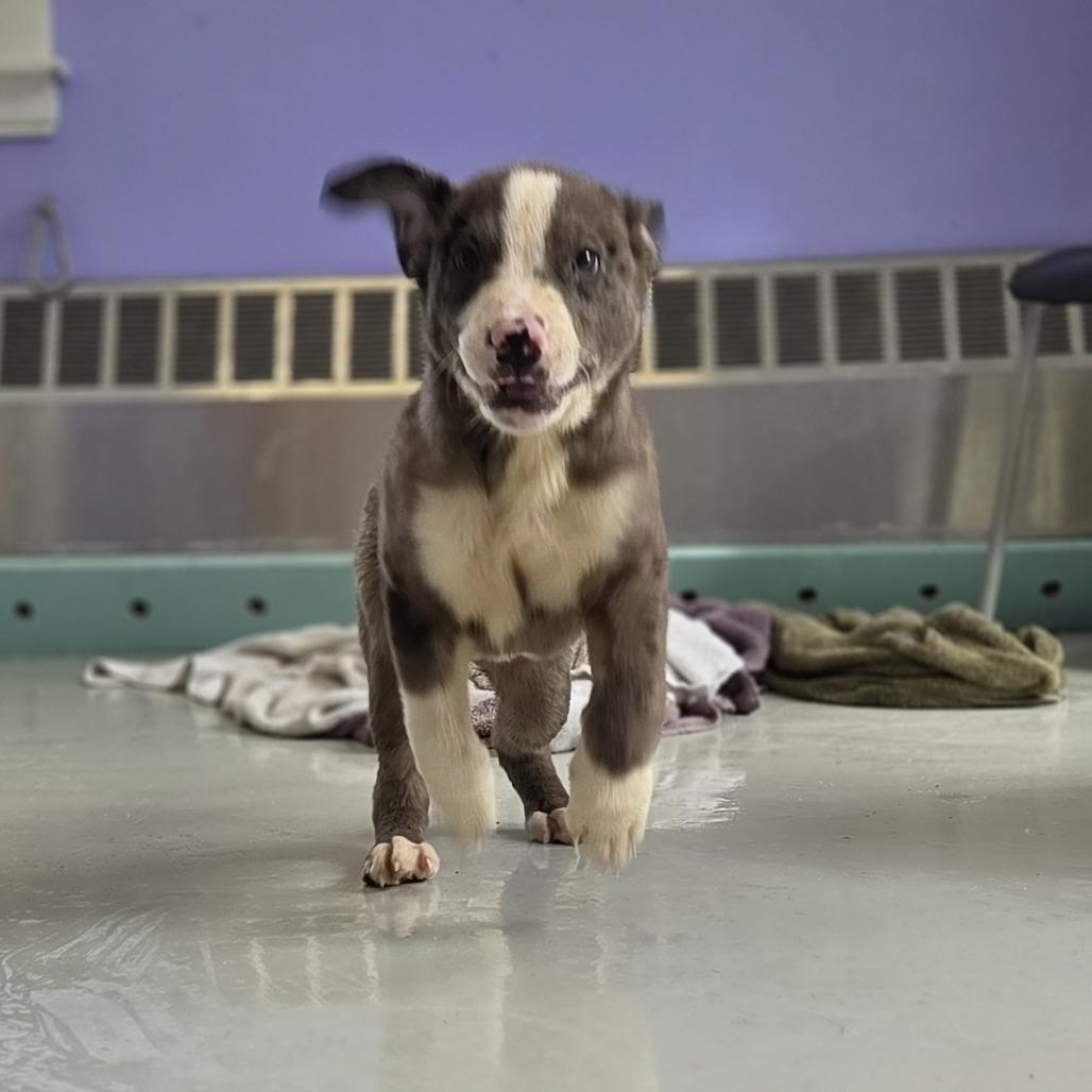 Enlarge Luigi, a Adoptable mixed breed in Pittsford, VT image 2/2