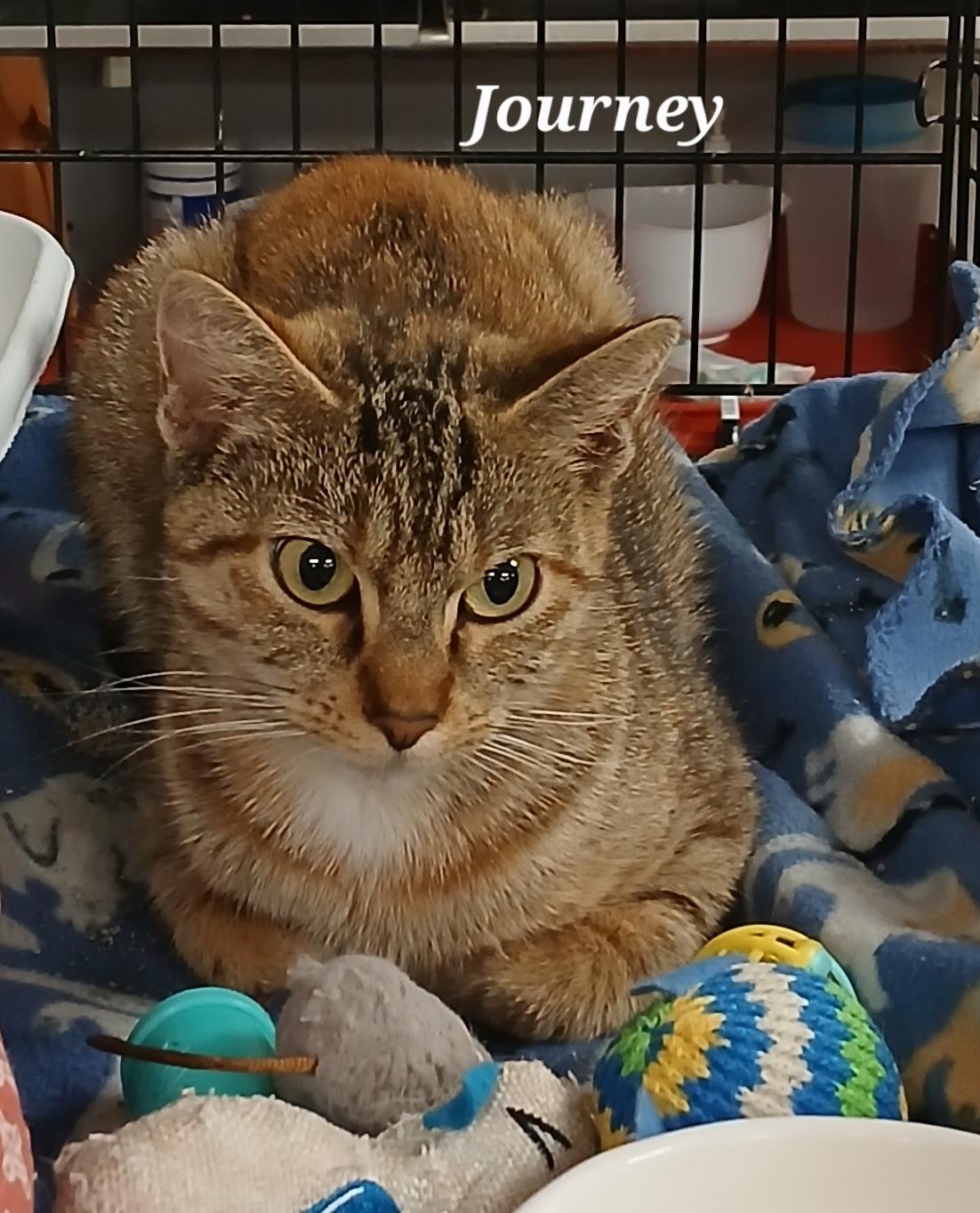 Journey, Adult Female unknown