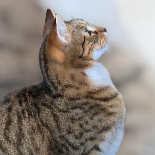 McKinley, an adopted Domestic Short Hair in New Port Richey, FL image 1/2