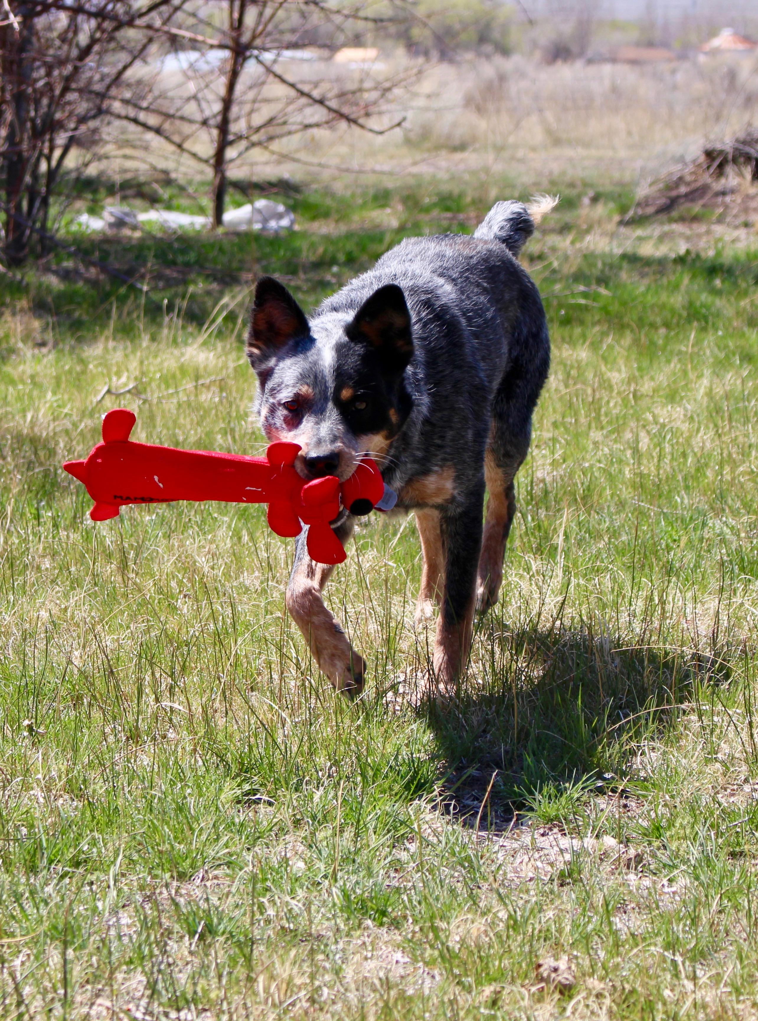 Enlarge Brindle, a Adoptable Australian Cattle Dog / Blue Heeler in Grantsville, UT image 2/6