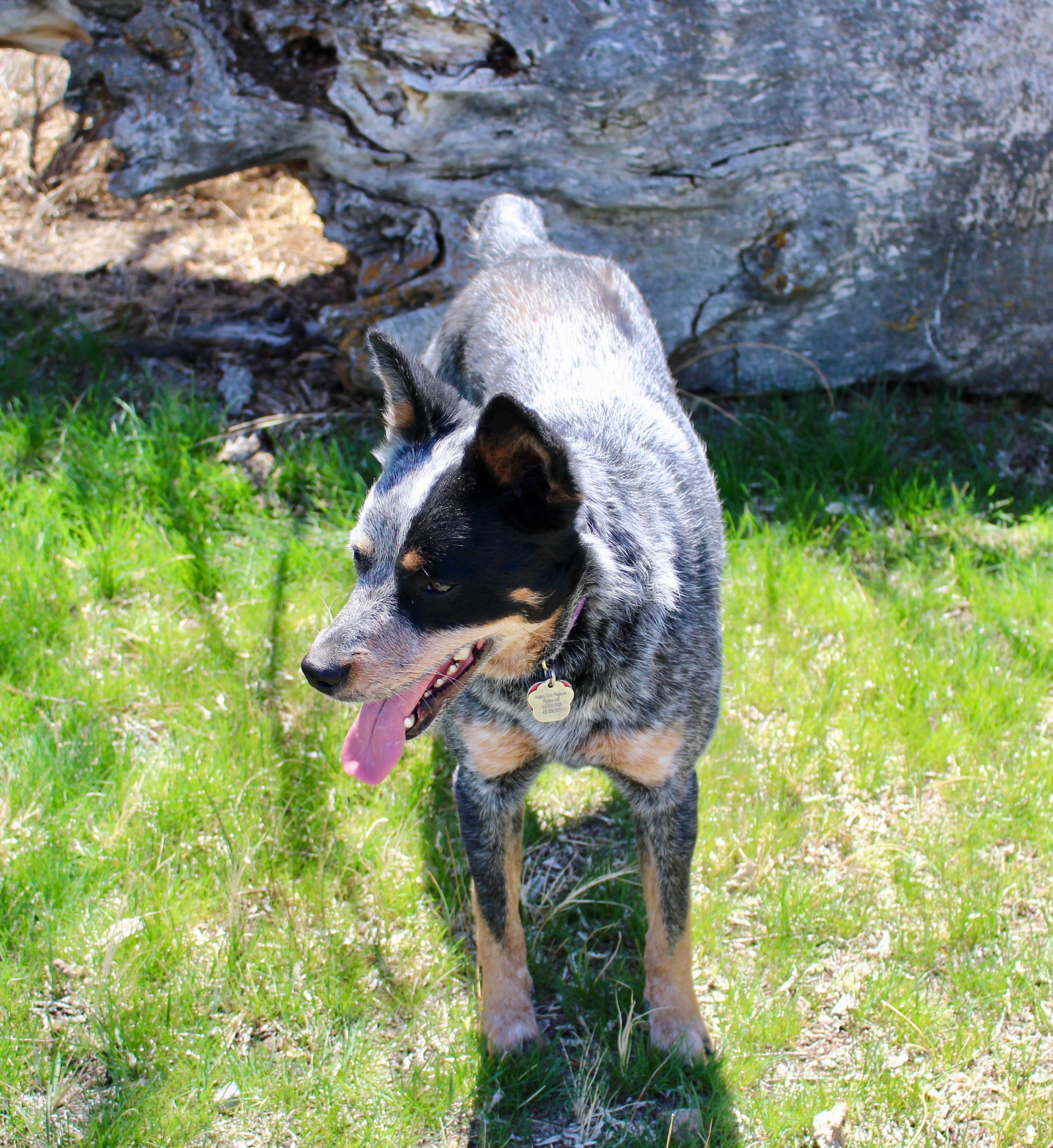 Enlarge Brindle, a Adoptable Australian Cattle Dog / Blue Heeler in Grantsville, UT image 3/6