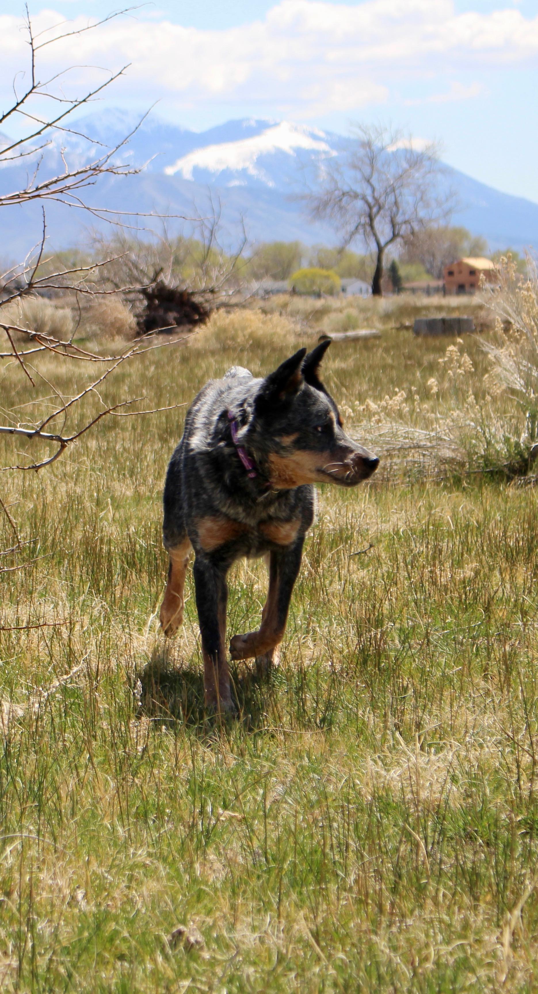 Enlarge Brindle, a Adoptable Australian Cattle Dog / Blue Heeler in Grantsville, UT image 4/6