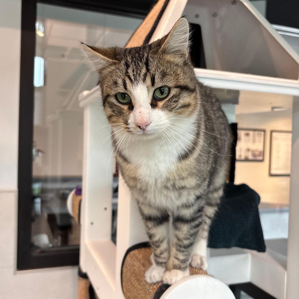 Enlarge Tucker, a Adoptable Domestic Short Hair in Hailey, ID image 1/6