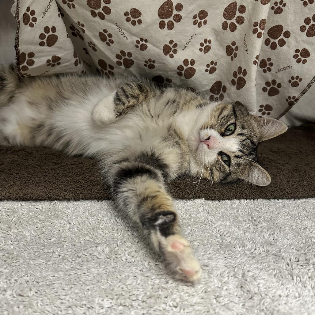 Tucker, Adoptable, Adult Male Domestic Short Hair.