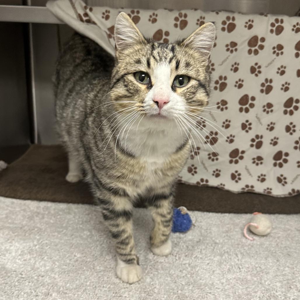 Enlarge Tucker, a Adoptable Domestic Short Hair in Hailey, ID image 2/6