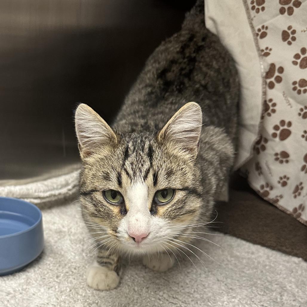 Enlarge Tucker, a Adoptable Domestic Short Hair in Hailey, ID image 4/6