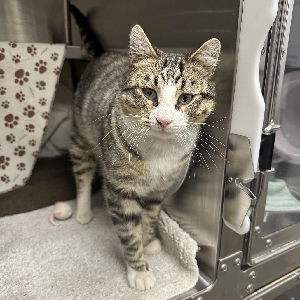 Enlarge Tucker, a Adoptable Domestic Short Hair in Hailey, ID image 3/6