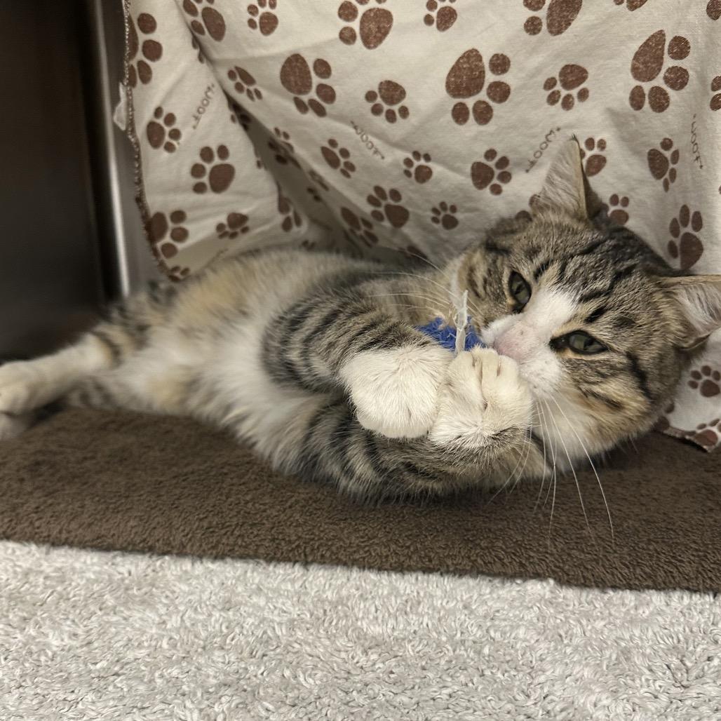 Enlarge Tucker, a Adoptable Domestic Short Hair in Hailey, ID image 4/6