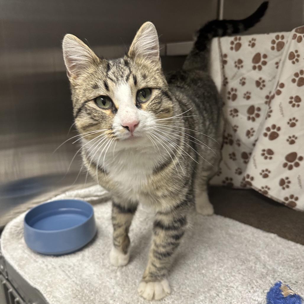 Enlarge Tucker, a Adoptable Domestic Short Hair in Hailey, ID image 5/6