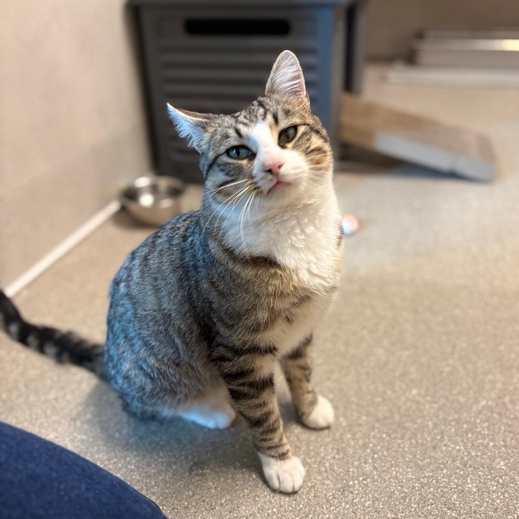 Enlarge Tucker, a Adoptable Domestic Short Hair in Hailey, ID image 6/6