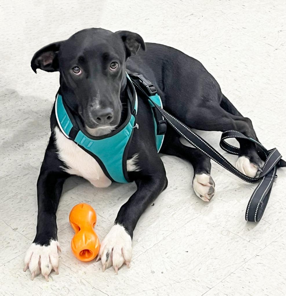 Scout, Adoptable, Young Female Labrador Retriever & Yellow Labrador Retriever.