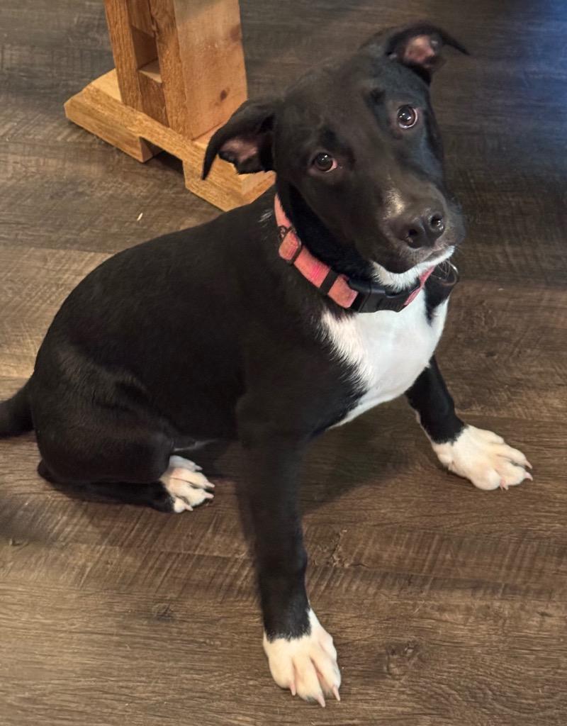 Enlarge Scout, a Adoptable mixed breed in Little Rock, AR image 2/4