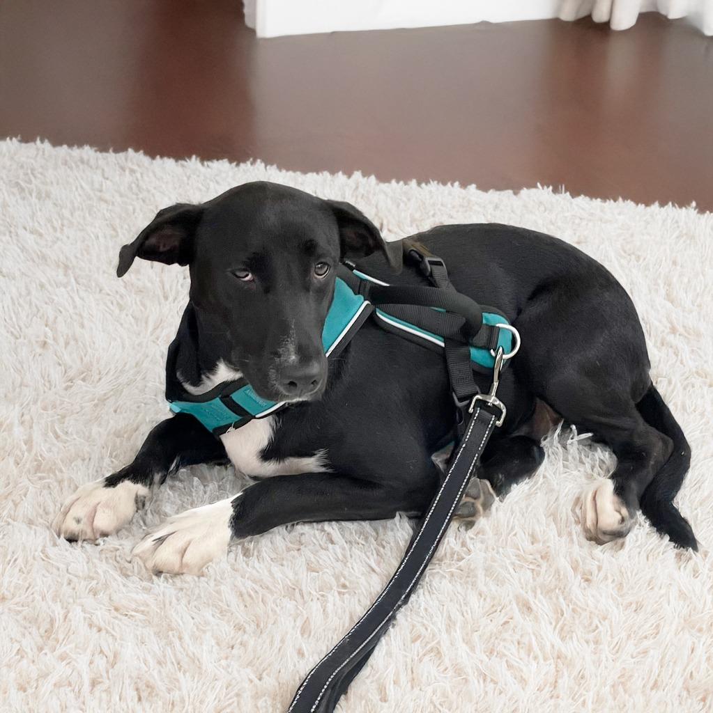 Enlarge Scout, a Adoptable mixed breed in Little Rock, AR image 3/4