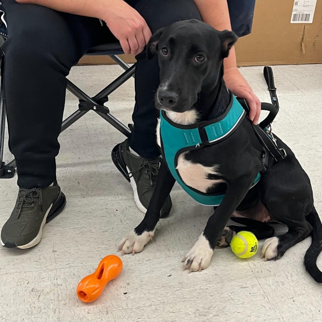 Enlarge Scout, a Adoptable mixed breed in Little Rock, AR image 4/4