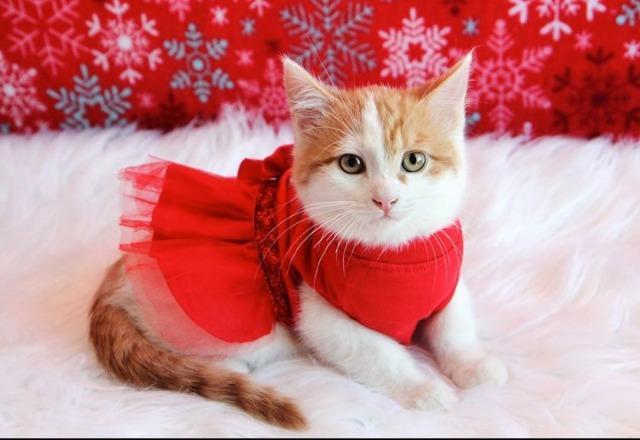 Enlarge Ginger, a Adopted mixed breed in Shawnee, KS image 1/1