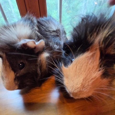 Enlarge Burger, a Adoptable Peruvian in Conway, NH image 2/3