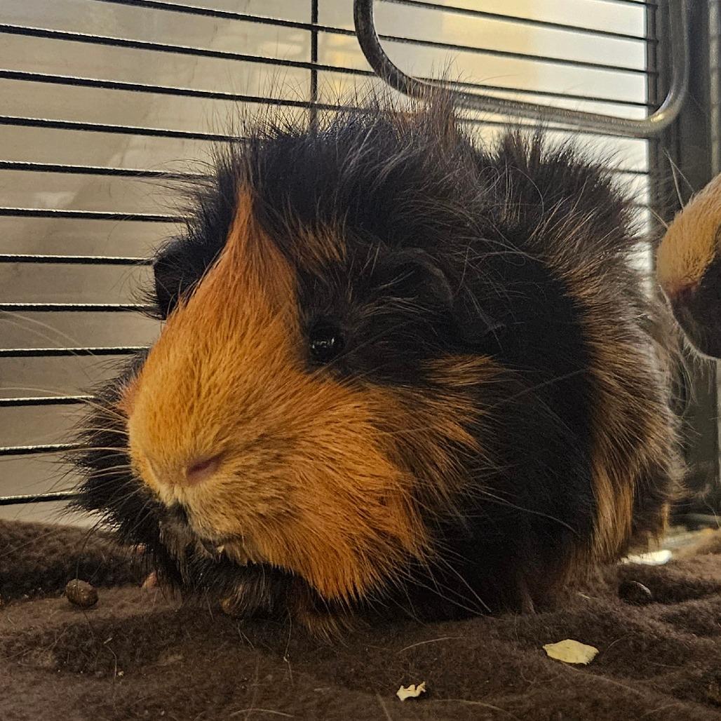 Enlarge Burger, a Adoptable Peruvian in Conway, NH image 3/3