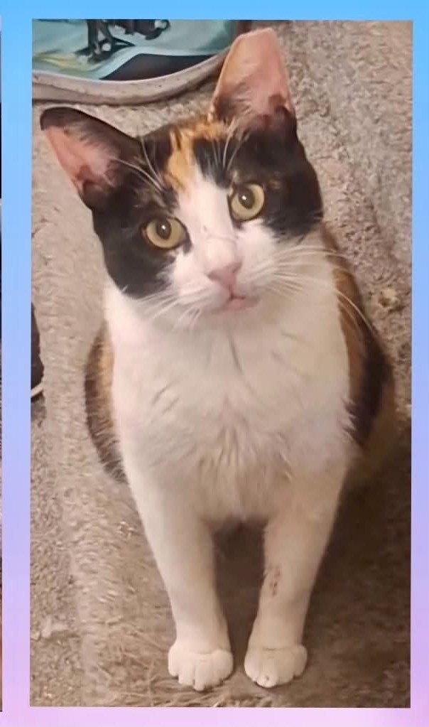 Pheobee, Adoptable, Adult Female Domestic Short Hair.