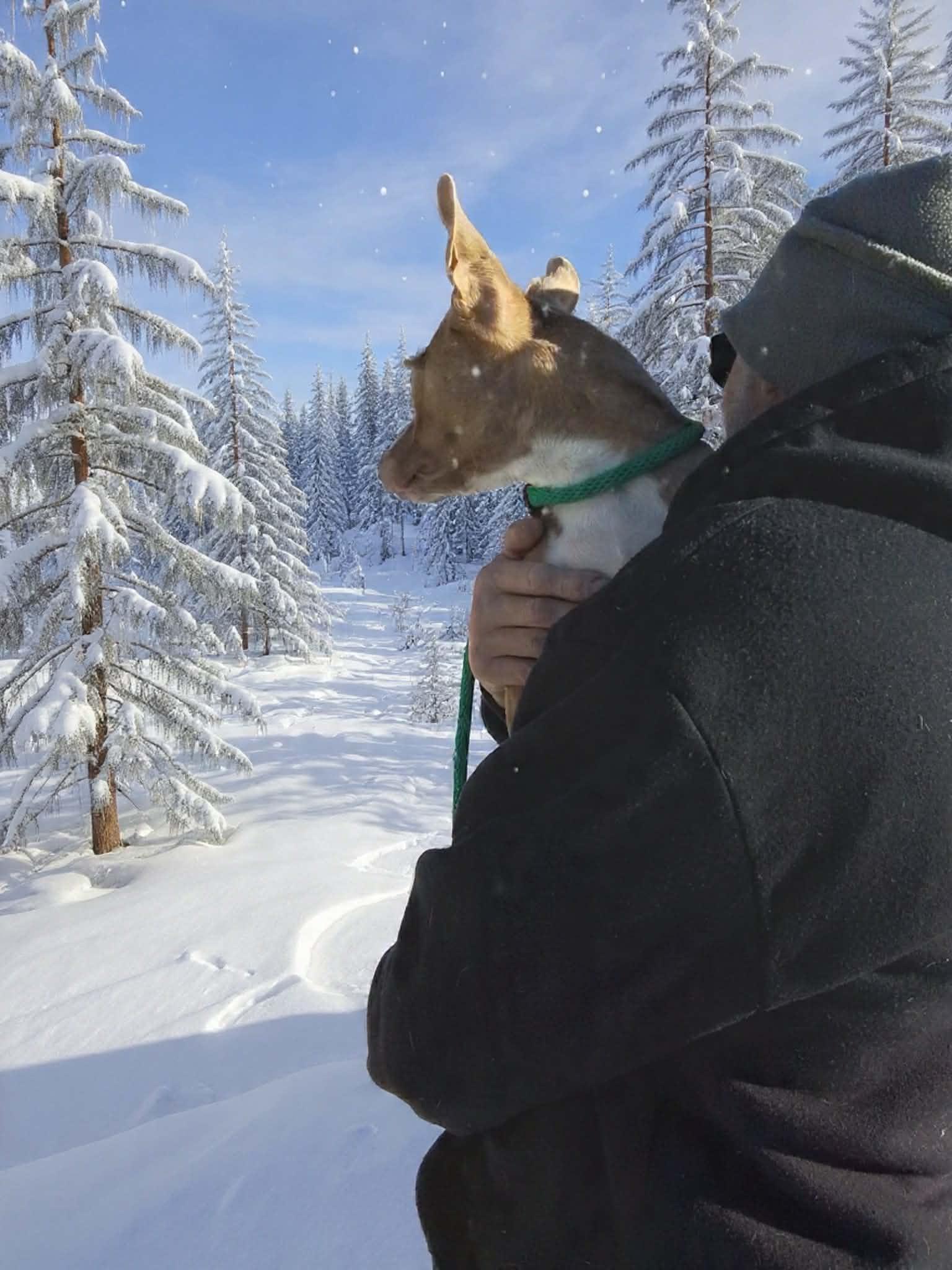 Enlarge Harper, a ADOPTABLE mixed breed in Seattle, WA image 6/6