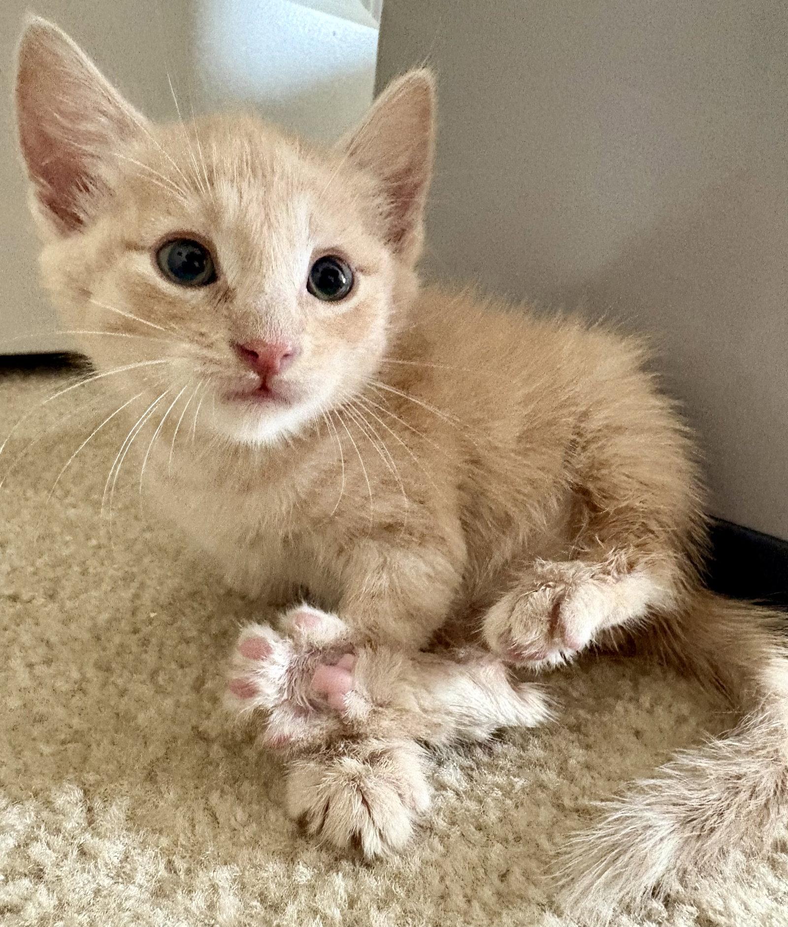 Sgt Buttered Crumpet, Adopted, Kitten Male Domestic Short Hair.