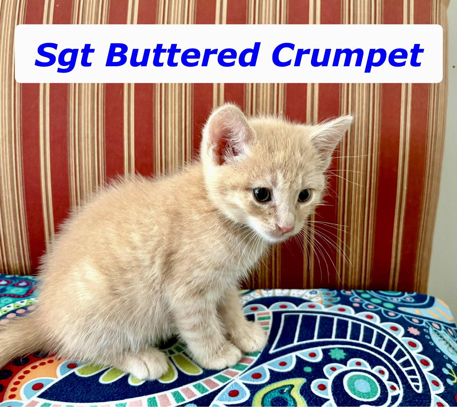 Sgt Buttered Crumpet, a Adopted Domestic Short Hair in Reston, VA image 2/3