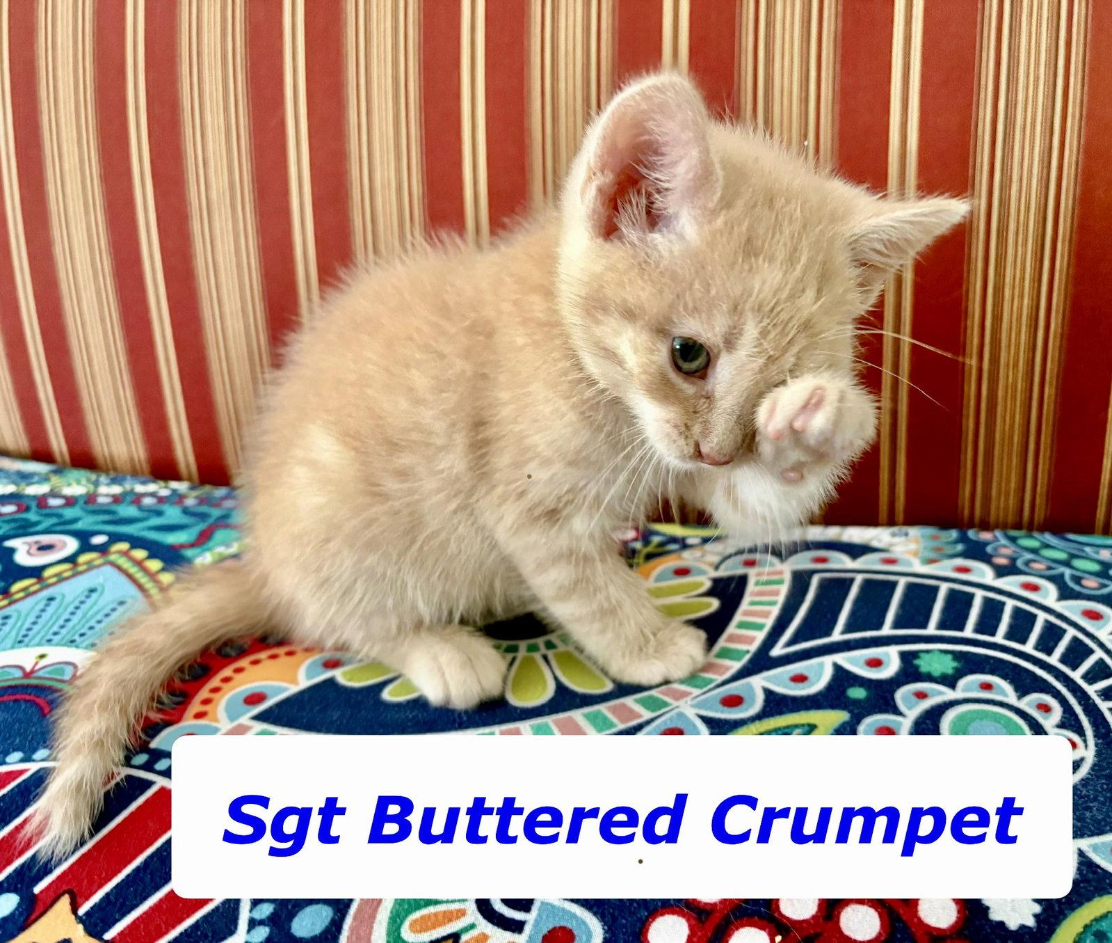 Sgt Buttered Crumpet, a Adopted Domestic Short Hair in Reston, VA image 3/3