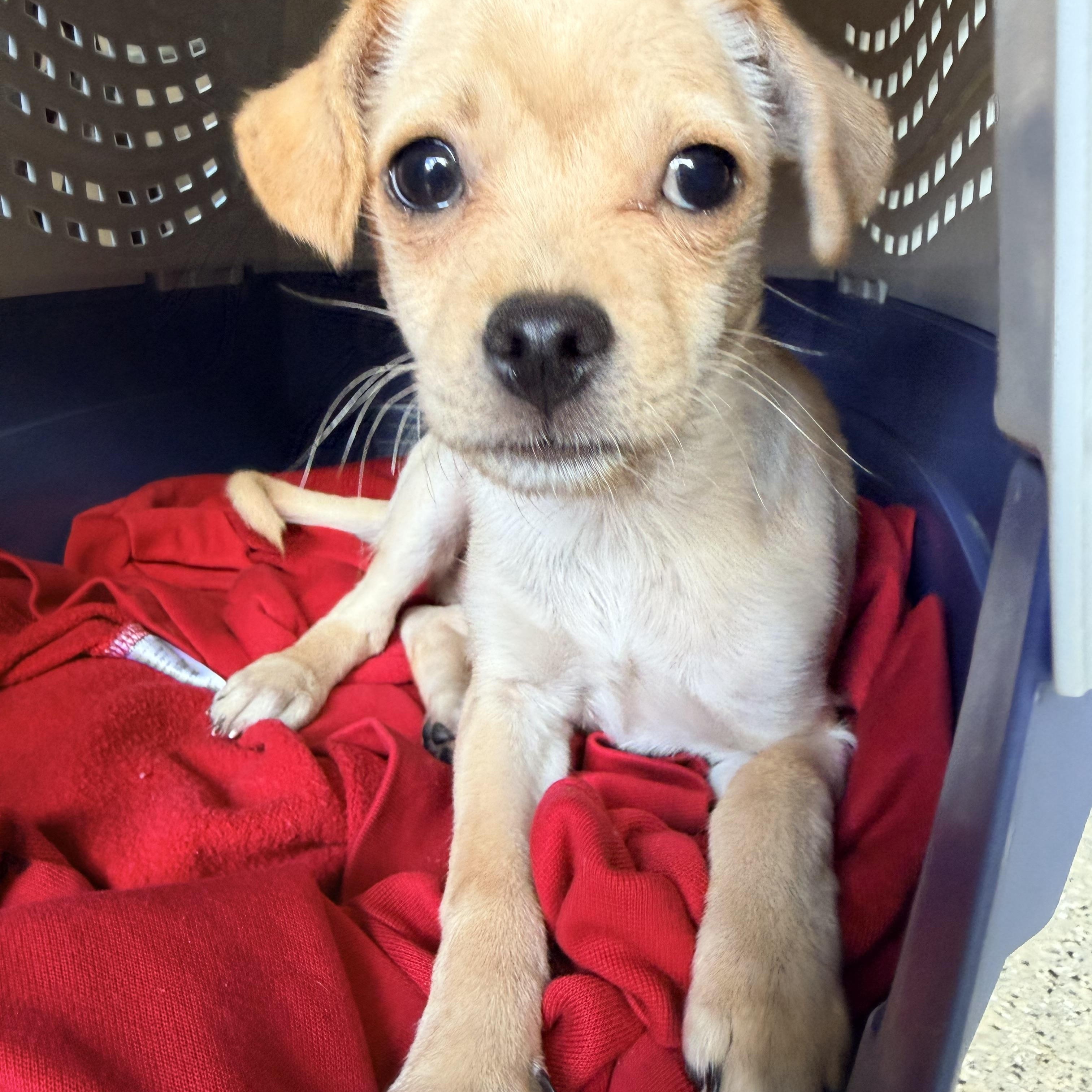 Enlarge Bryce, a ADOPTABLE mixed breed in Beavercreek, OR image 5/6