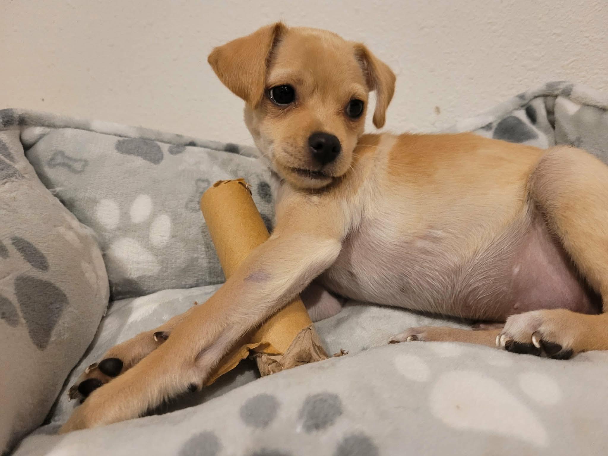 Enlarge Bryce, a ADOPTABLE mixed breed in Beavercreek, OR image 4/6